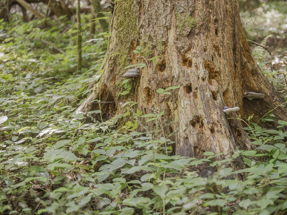 Ein von Schwarzspechten durchlöcherter Baumstumpf