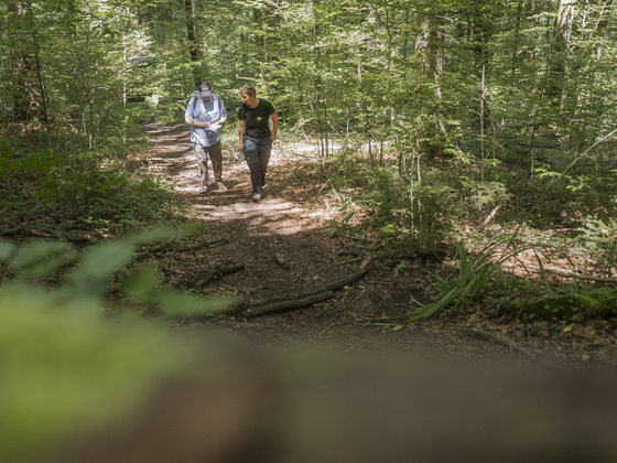 Spaziergang durch den Sihlwald
