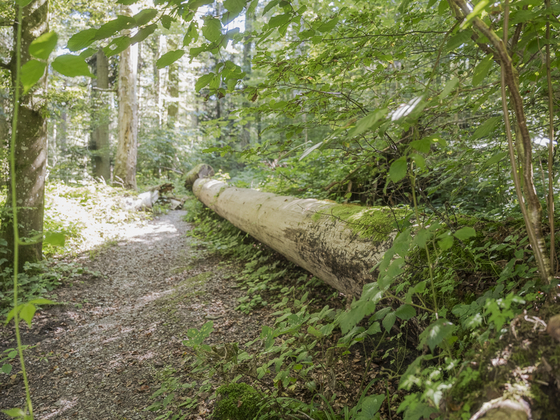 Verwachsener Weg im Sihlwald