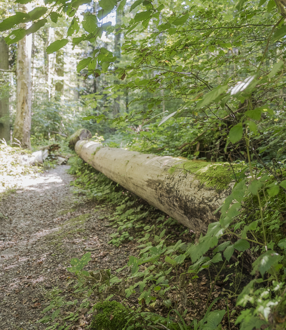 Verwachsener Weg im Sihlwald