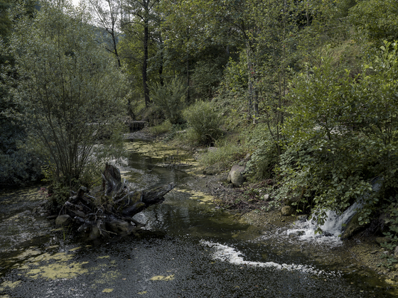 Bach im Wildnispark Zürich