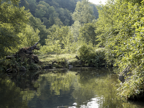 Wildnispark Zürich Gewässer