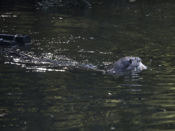 Fischotter im Wildnispark