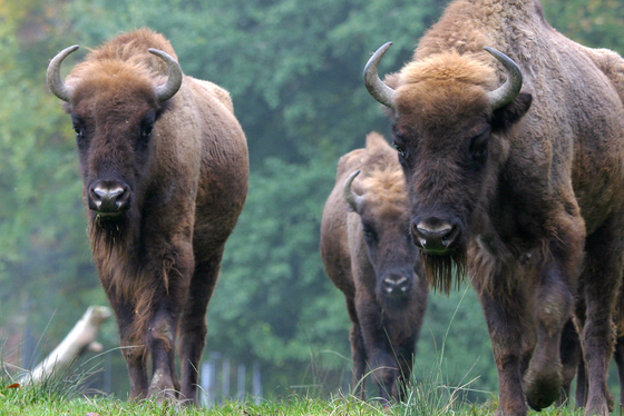 Wisent